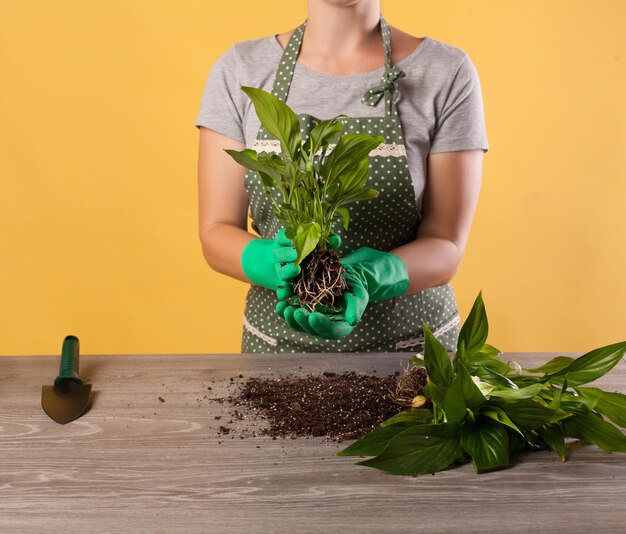 Transplante la planta de flores en una maceta más grande Spathiphyllum en una maceta sobre un fondo amarillo