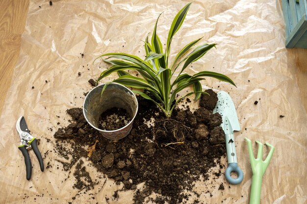 Transplante plantas de limão com pinça substratos de solo e utensílios em plástico transparente