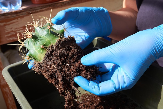 Transplante de plantas de interior cactus espinosos sin una olla en las manos