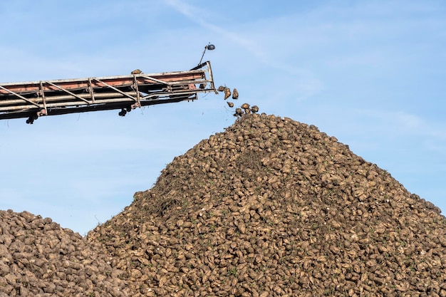 Transportador de guindaste de colheitadeira que descarrega equipamentos agrícolas de beterraba