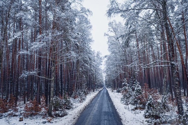 Transporte en invierno Carretera asfaltada a través del bosque nevado