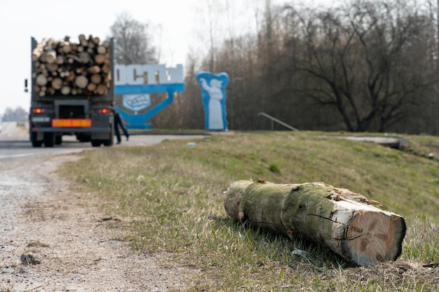 Transporte de madera en un camión con remolque El conductor arregla los troncos en el camión industrial del remolque para transportar madera Accidente mientras transportaba troncos caídos en la carretera