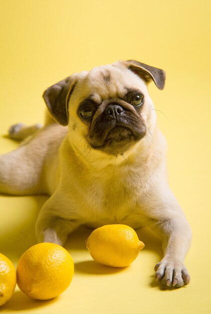 Trapeadores para perros divertidos está jugando con limones sobre una superficie amarilla en el estudio