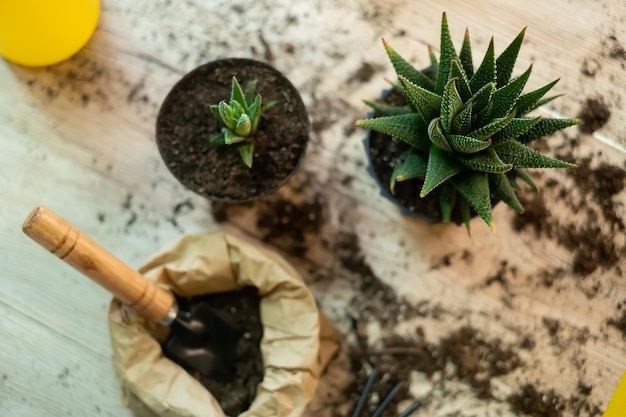 Trasplantando plantas a otra maceta, las herramientas de jardín se encuentran sobre una mesa de madera, una pala, un agua amarilla