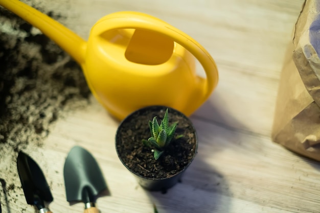 Trasplantando plantas a otra maceta, las herramientas de jardín se encuentran sobre una mesa de madera, una pala, un agua amarilla