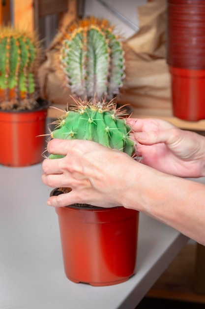 Foto trasplantar un cactus grande a una maceta nueva