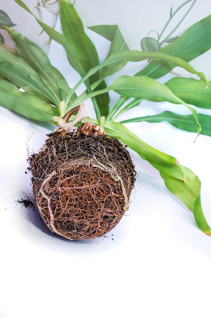 Trasplantar una flor en maceta con un tronco grande y rugoso, las raíces de la flor tomaron la forma de una maceta en la que creció.