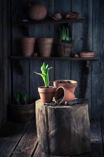 Trasplantar flores de primavera en un antiguo taller de madera