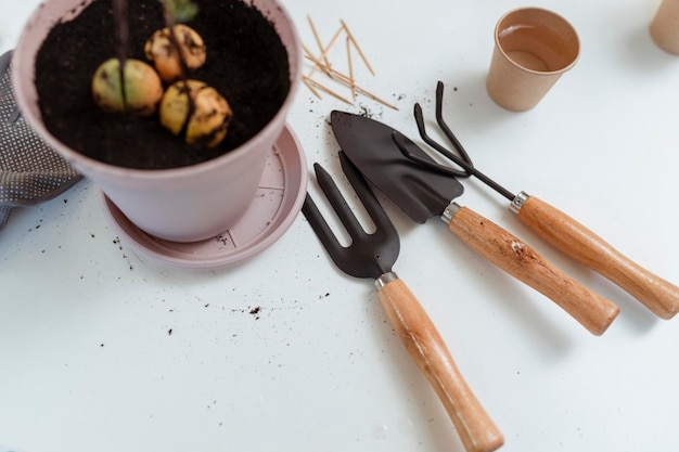 Trasplantar una planta de aguacate de la casa a una maceta Concepto de decoración del hogar con plantas naturales