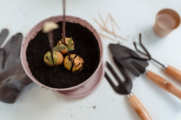 Trasplantar una planta de aguacate de la casa a una maceta Concepto de decoración del hogar con plantas naturales