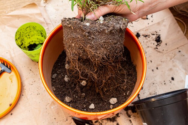 Trasplantar una planta casera con raíces crecidas en una maceta nueva