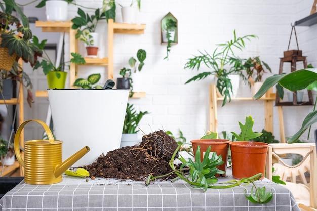 Trasplantar una planta doméstica Philodendron a una maceta nueva en el interior de la casa