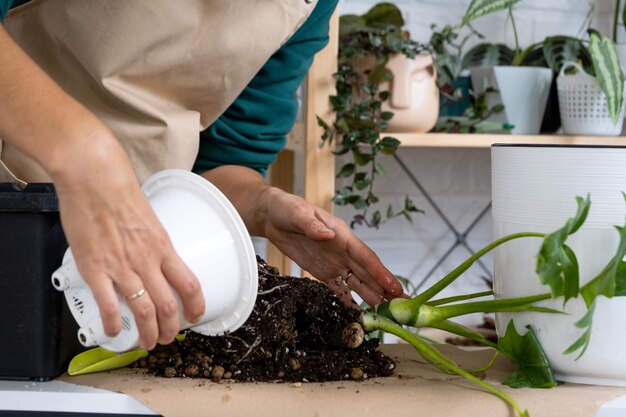 Trasplantar una planta doméstica Philodendron en una maceta nueva Una mujer planta un tallo con raíces en un suelo nuevo Cuidado y reproducción de una planta en maceta Manos cerradas