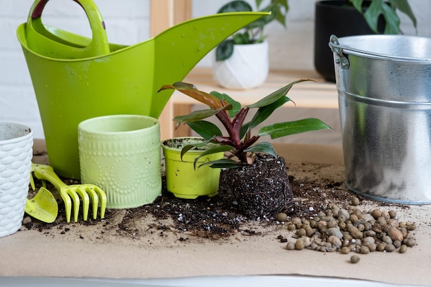 Trasplantar una planta doméstica Philodendron Prince of Orange en una maceta nueva Una mujer planta un tallo con raíces en un suelo nuevo Cuidado y reproducción de una planta en maceta Manos cerradas