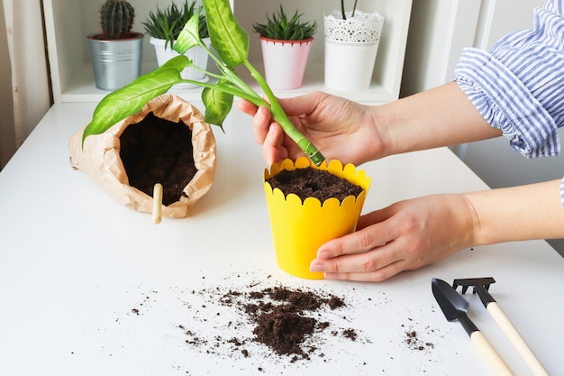 Trasplantar una planta de interior en casa sobre la mesa.