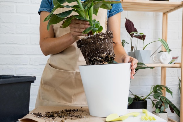 Trasplantar una planta en maceta casera Musa de palma de plátano en una maceta con riego automático Replantar en un nuevo suelo las manos de las mujeres cuidando las aficiones y el medio ambiente de una planta tropical