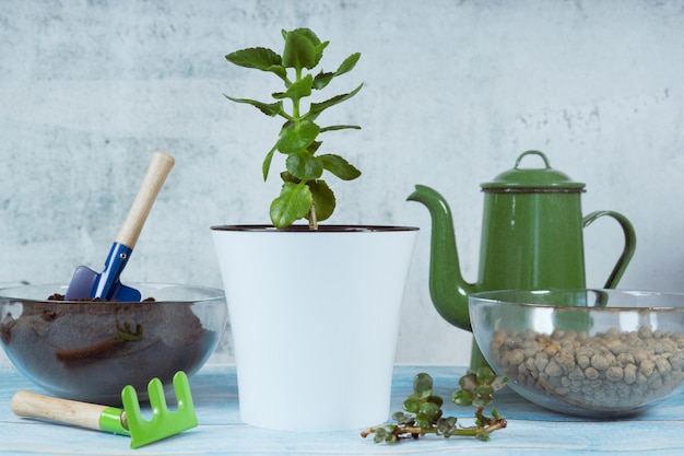 Trasplantar plantas en otra maceta a domicilio. Bodegón casero para jardinería.