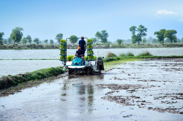 Trasplante de arroz con conceptos de agricultura mecanizada