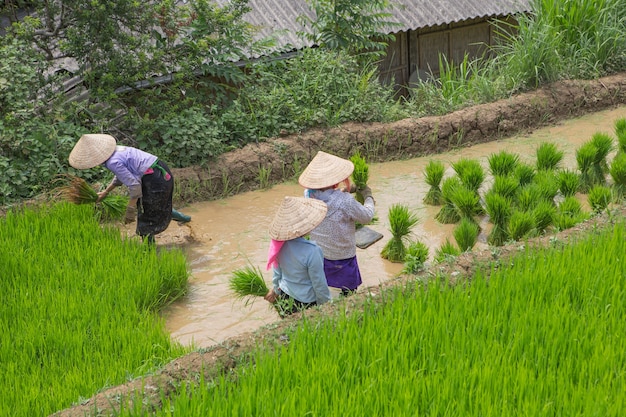 trasplante de arroz