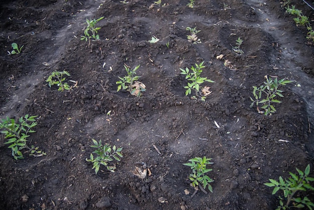 Trasplante en campo abierto Preparado Las plántulas de tomate se plantan en suelo preparado.