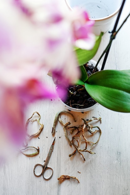 Trasplante y cuidado de orquídeas phalaenopsis en casa, podando las raíces de las orquídeas.