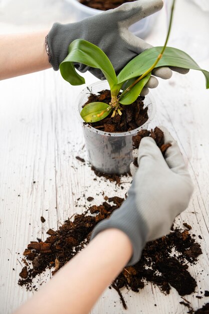 Trasplante de orquídeas con raíces en mano de mujer