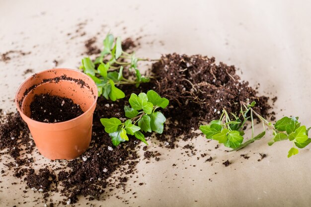 Trasplante de plantas caseras de primavera. Composición de trasplante de plantas de interior. Maceta con plántulas retiradas que yacen en el suelo.