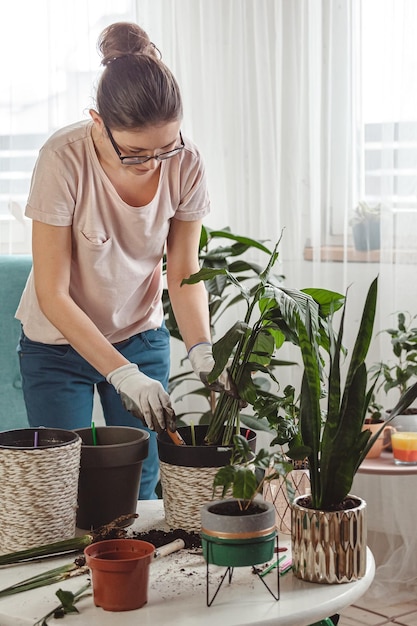 Trasplante de plantas cuidado de la mujer planta de interior y trasplante de planta de interior en una maceta