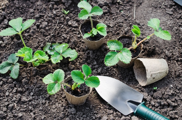 Trasplante De Plantas De Fresa.