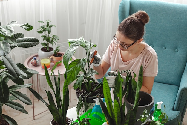 Trasplante de plantas, planta de interior para el cuidado de la mujer y planta de trasplante.