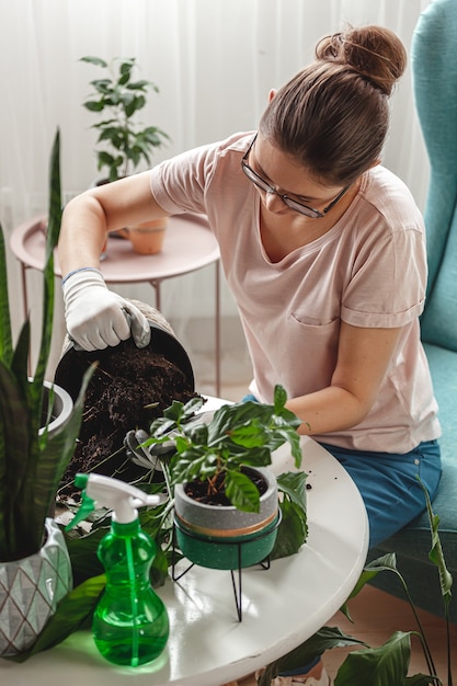 Trasplante de plantas, planta de interior para el cuidado de la mujer y planta de trasplante.