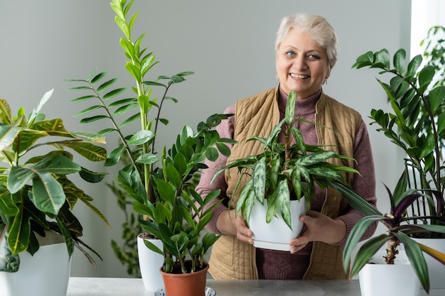 Trasplante de plantas. Plantas de interior en maceta. La anciana se dedica a su hobby. Plantas verdes en macetas en casa.