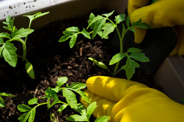 Trasplante de plántulas manos de mujeres en guantes amarillos brotes de tomate