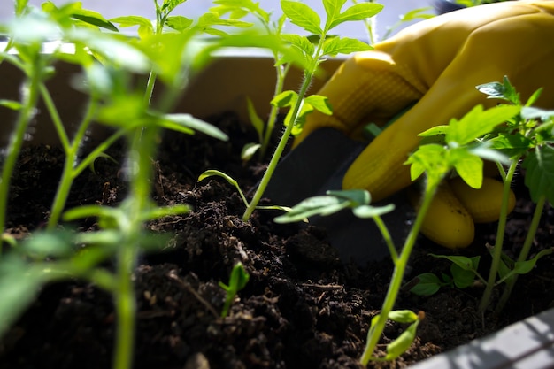 Trasplante de plántulas manos de mujeres en guantes amarillos brotes de tomate