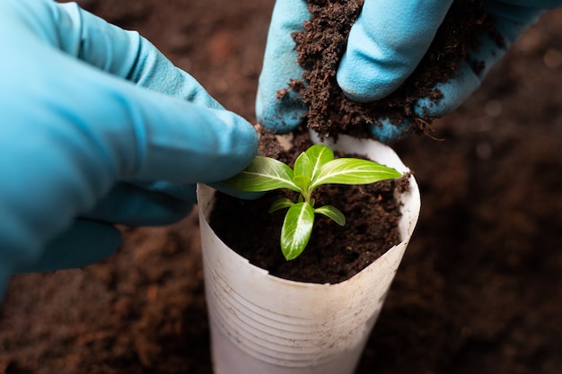 Trasplante de plantulas. Proceso de crecimiento del bígaro