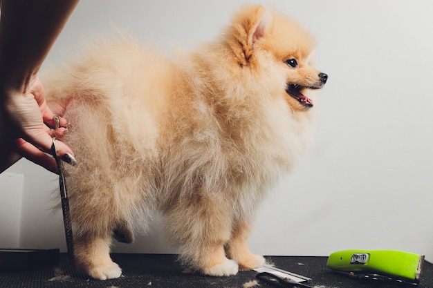 Tratador profissional aparando patas de cachorro long-haried