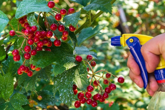 Tratamento de bagas de viburnum com uma mistura de bordéus para doenças bacterianas cuidados com o jardim de verão