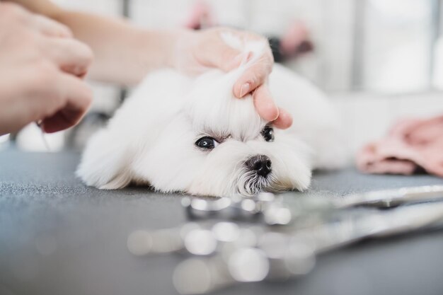 Tratamento de cães e pequenos animais no salão de beleza foto de alta qualidade