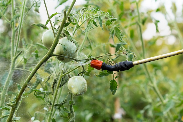 Tratamento de plantas de tomate de precipitação prejudicial de orvalho e de pragas wireworm e colorado