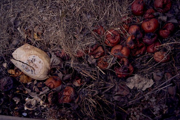 Foto tratamento domiciliar de resíduos orgânicos com compost de barreira