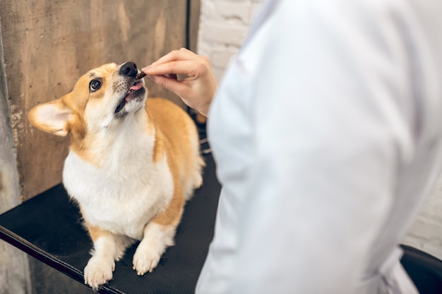 Tratamento saboroso. Médica veterinária dando coisas saborosas para um cachorro