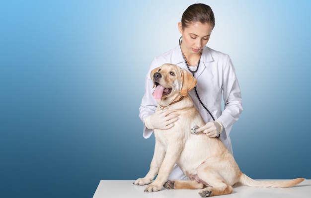 Tratamento veterinário - adorável cão maltês e veterinário amigável