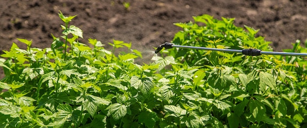 Tratamiento de arbustos con insecticida en el jardín Enfoque selectivo