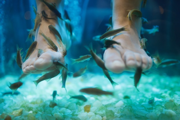 Tratamiento de cuidado de la piel de spa de pedicura de spa de pescado