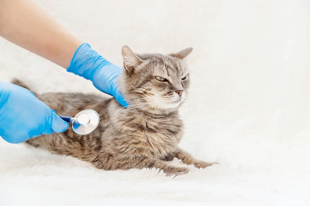 Tratamiento de un gato, un fonendo en manos de un médico. enfoque selectivo