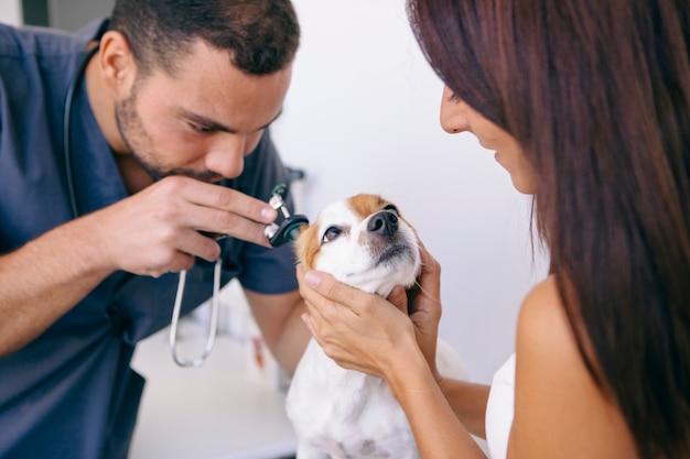 Foto tratamiento médico para la hinchazón de orejas de perro.