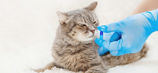 Foto tratamiento de pastillas para gatos. medicina veterinaria.