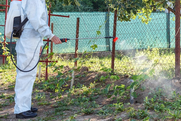 Foto tratamiento primaveraverano con insecticidas y fungicidas de la uva