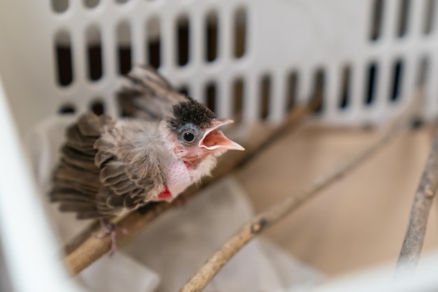 Tratamiento de la ruptura del saco de aire en pájaros Lesión de bulbul de bigotes rojos bebé después del ataque de un gato