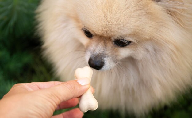 Foto tratar para mascotas spitz pomeraniano olfateando un hueso